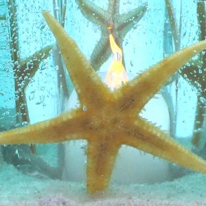 (image for) Flameless Ocean Seafoam Green Starfish Forever Gel Candle - Cube
