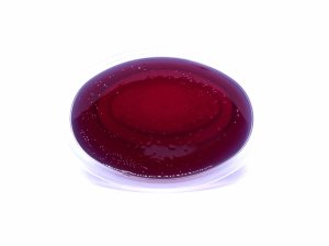 (image for) Magnolia scented Gel Melts™ Gel Wax for warmers - 3 pack
