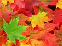 (image for) Seasonal